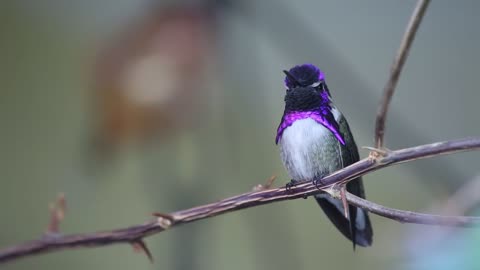 Nice 🐦