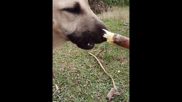 pet has only one