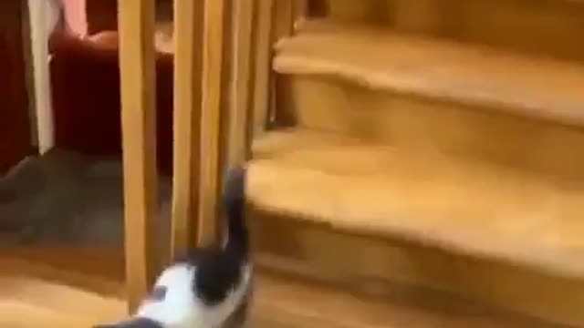 Funny cat #1