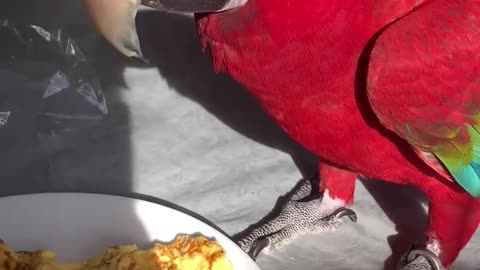 My Parrot Can Talk Little Bit Arabic