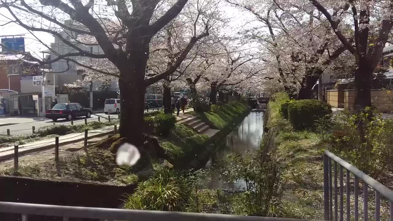 Cherry blossoms falling in the wind at the river