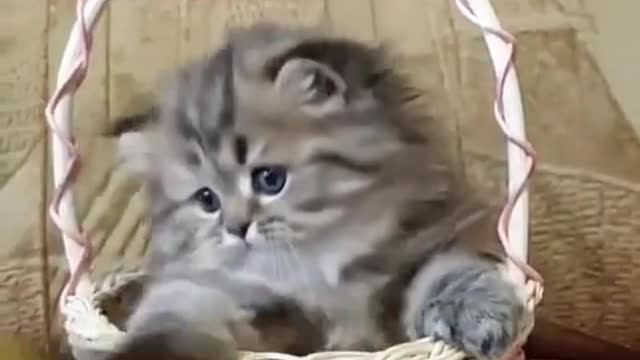 Cute Kitten in basket moment, Try to not fall in love | funny cat Shorts videos 2021