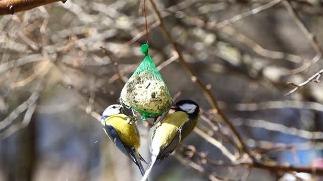 Someone trought of a different way tô feed the BIRDS