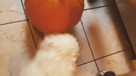 Small white dog trying to bite pumpkin