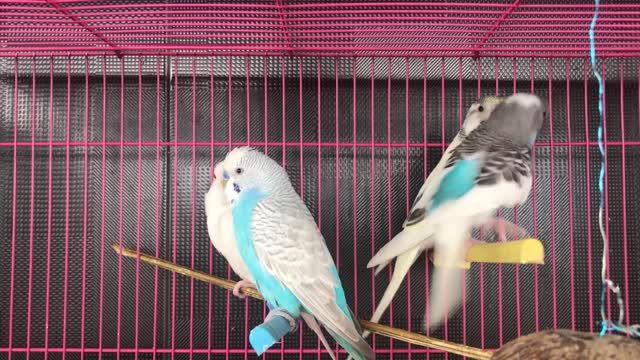 Parrots Crew