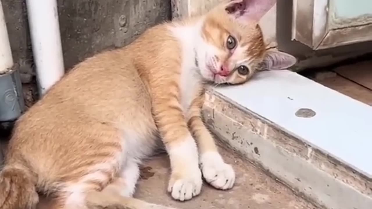 cats and dogs