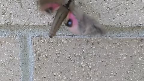 Hawk Moth