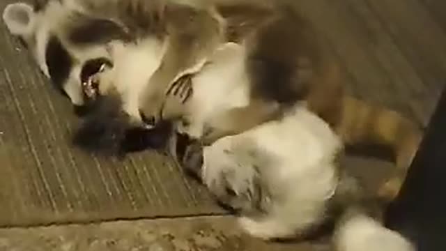 Pooch and Raccoon are Wrestling Buddies