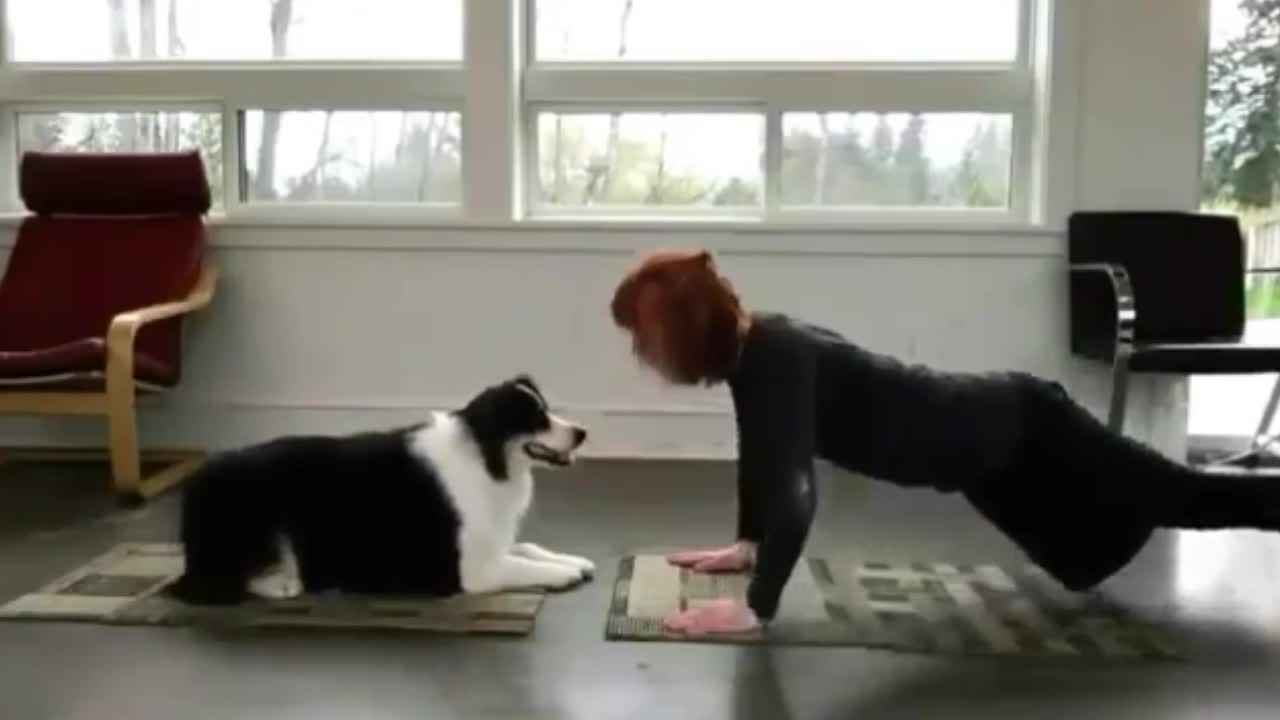 Dog 🐕 perfectly mimicry of his owners yoga Moves.