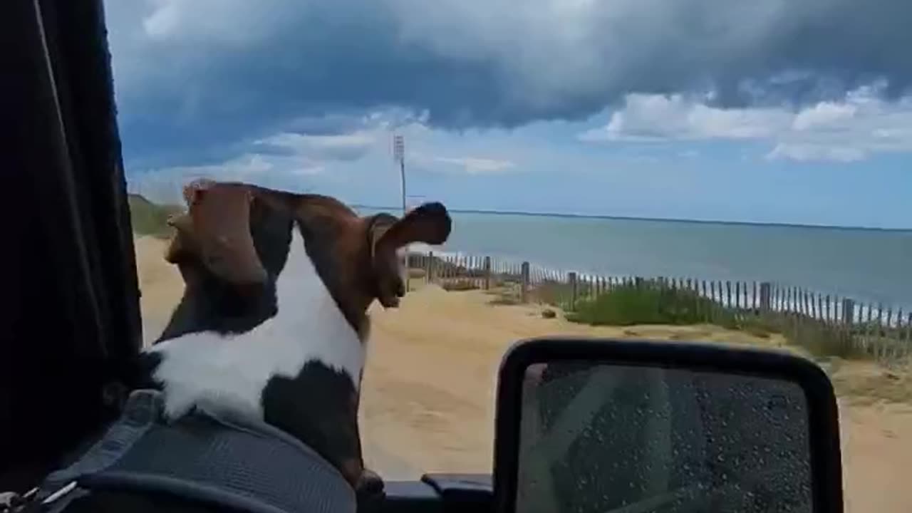 He got a little scared of the thunder. #beagletales #beagleslife #shorts