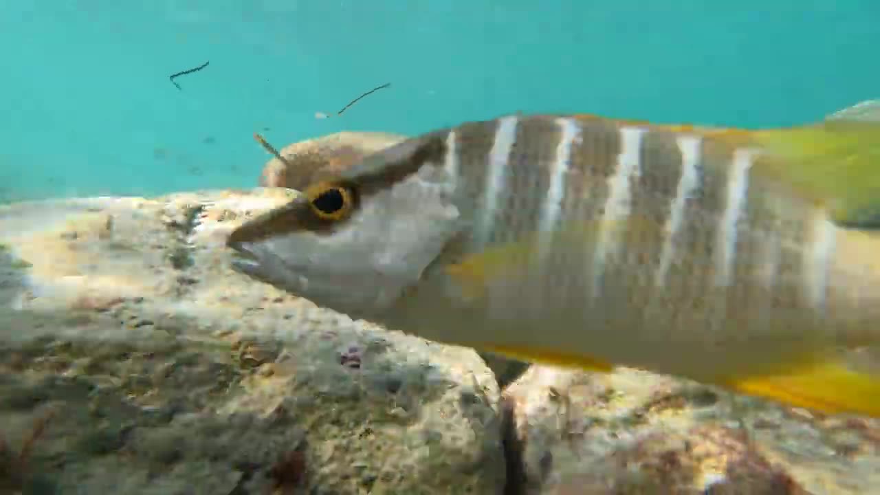 some small fish on Caya Santa Maria, Cuba