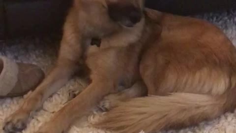 Brown dog in front of couch confused by cat noises