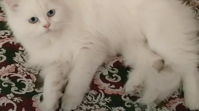 White Russian Cat 🐈 after shower cute looks ❤️ adorable