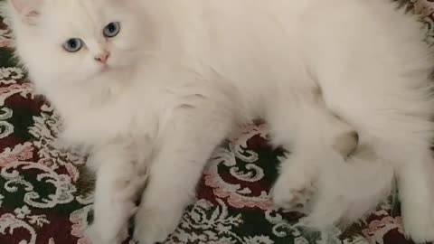 White Russian Cat 🐈 after shower cute looks ❤️ adorable