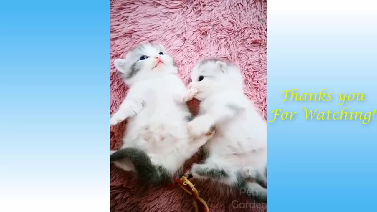 cute pets and funny cats