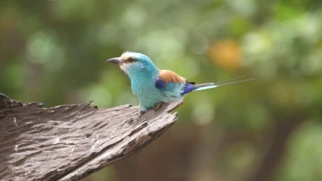 Colorful bird on a tree - With beautiful music