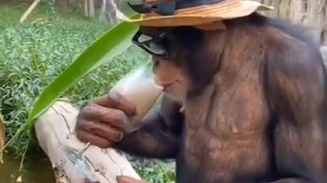 41.what is the lifestyle of a monkey what is the #shorts