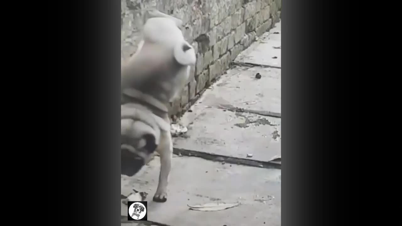 Pug momentsfunny