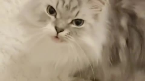 Beautiful cats