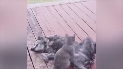 ULTIMATE|| Animal Compilation || Funny Fails || viral || comedy