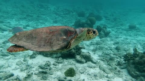 Turtle swimming in the water