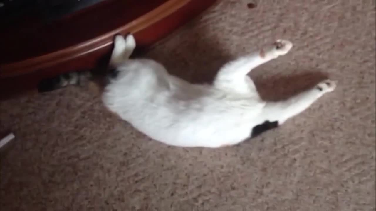 Try Not To Laugh | Funny Cat Videos #4| Videos Of Funny Animals