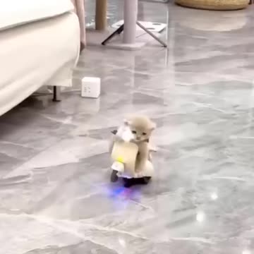 Funny Animal Videos Of The Day