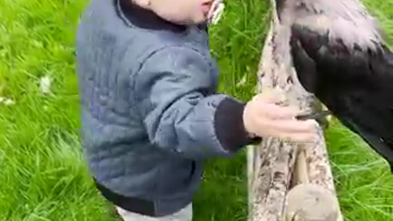 funny crow and child