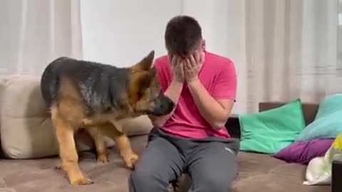 German Shepherd Puppy Reaction to Me Crying