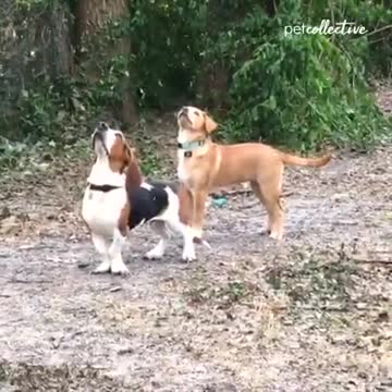Dogs Excited for First Snow