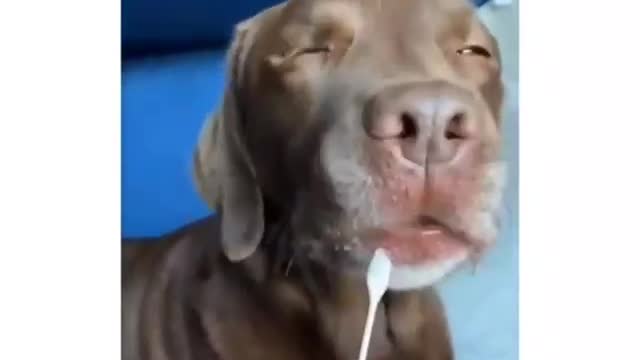 People were telling his owner he's not full dog and here what's comes in DNA report !!!
