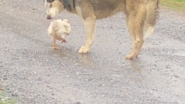 Dog Spotted Carrying Chicken Releases it