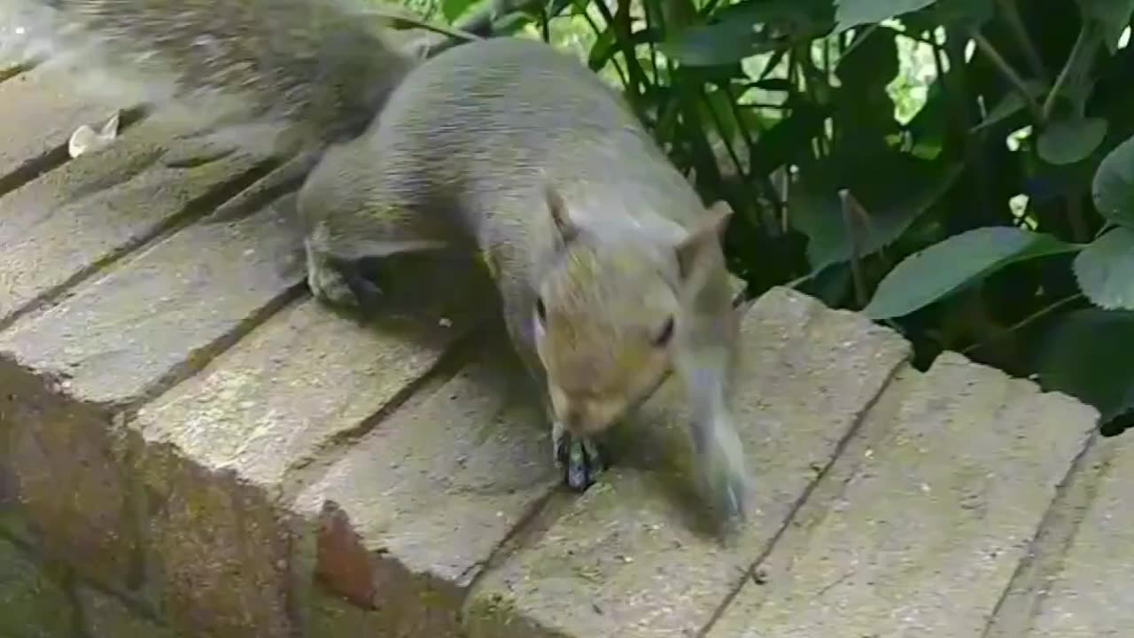 Funny squirrel she dropped her first pistachio 😀!!!