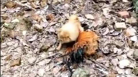 Chicken VS Dog Fight Funny Dog Fight Videos `