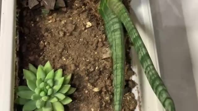 Very lovely plants