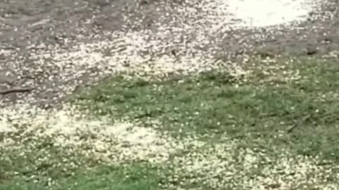 A new Visitor at Noah's Ark Animal Sanctuary! A Khaki Campbell!