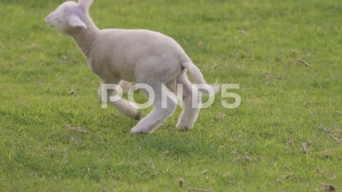 Cute Spring Lamb