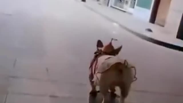 Dog funny video 😀😅 dog comedy video