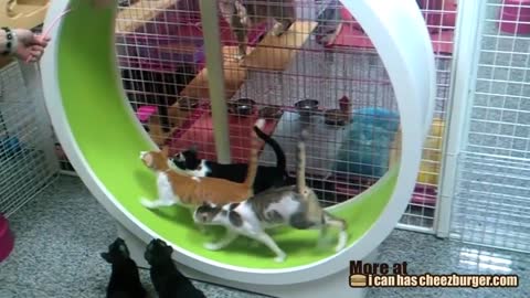 Cat Wheel