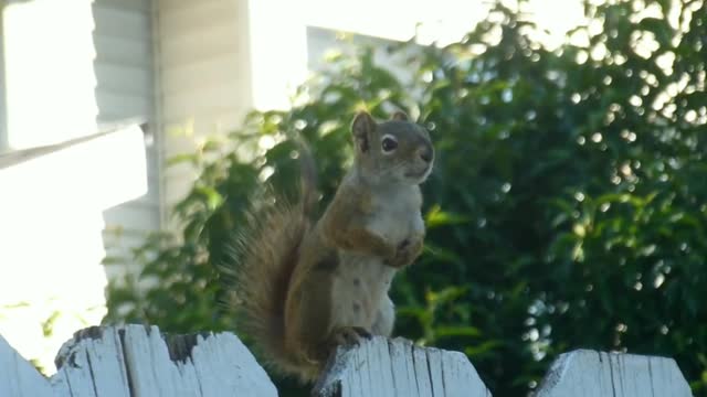 Cute squirrel