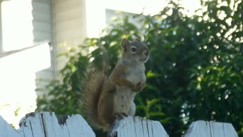 Cute squirrel