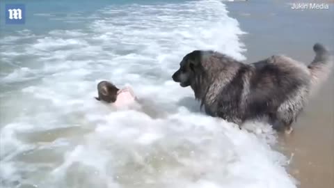 Dog decides to rescue a girl playing in the sea - ADORABLE- TRY TO NOT LAUGH
