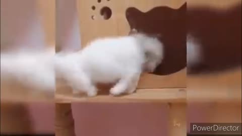Funniest cats video 2022 #34