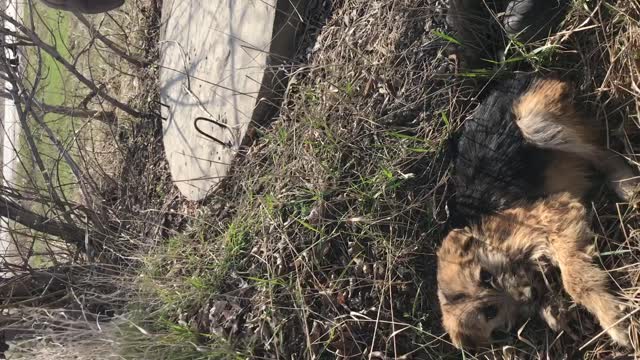 Rescuing a Puppy from a Drain