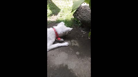 Dog plays with an insect and then ate it