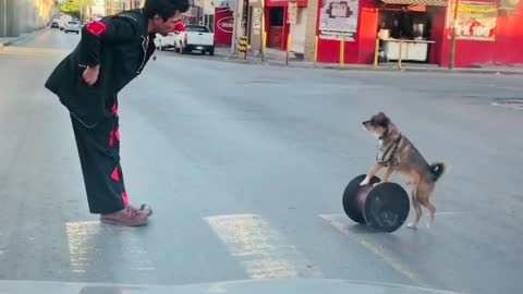 Talented Pup Performs Plenty of Tricks for Traffic