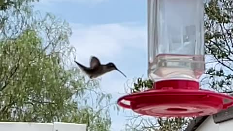 SLO-MO Hummingbirds.