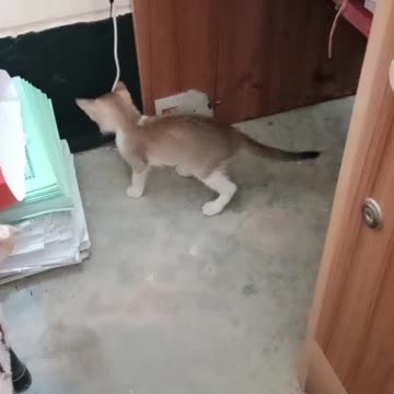 MY KITTEN PLAYING WITH COMPUTER CABLE