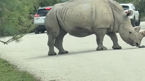Rhino Removes Car's Wheel Cover
