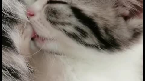 Our cat refused to be weaned at three months old, What should I do?
